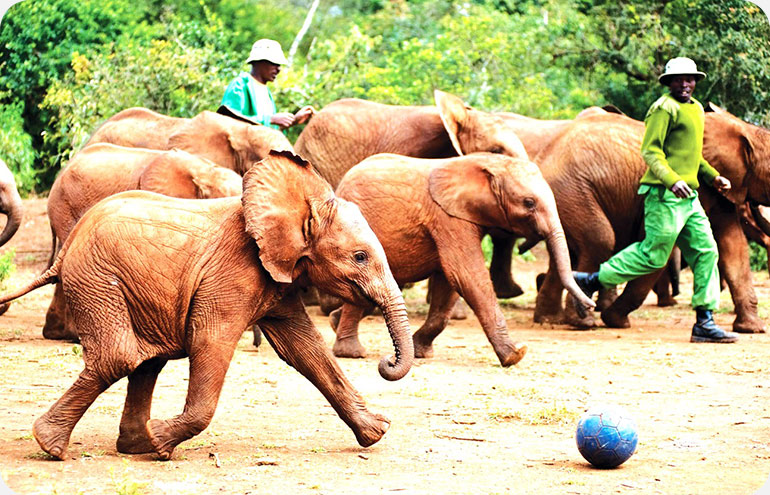 Giraffe-Centre-&-David-Sheldrick-Elephant-Orphanage-(Karen-Area)
