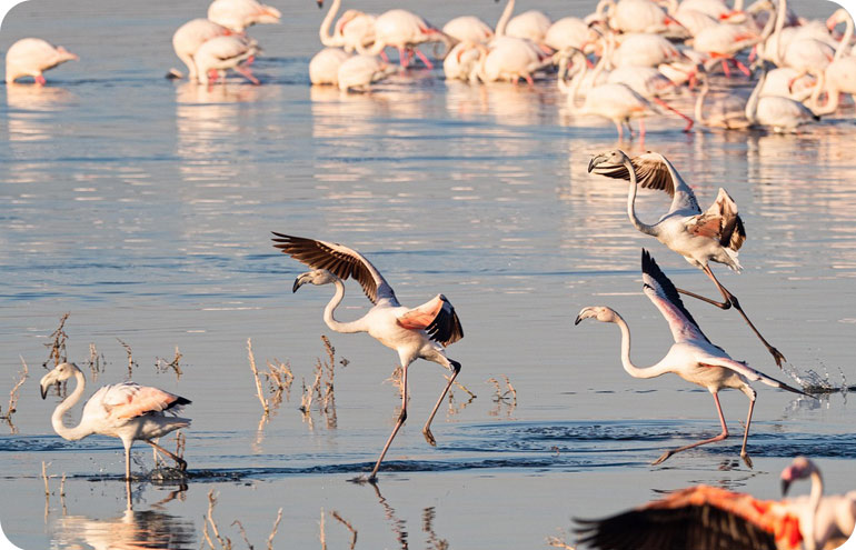 Lake-Nakuru-National-Park