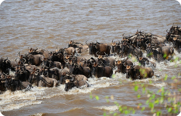 Maasai-Mara-National-Reserve