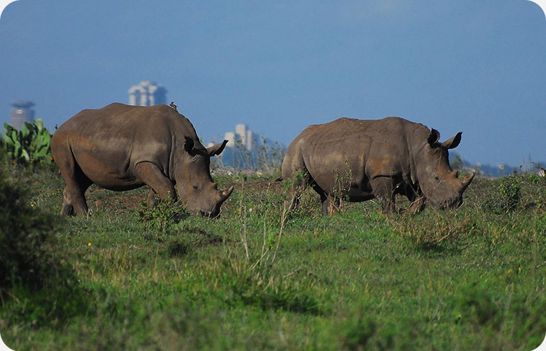Nairobi-National-Park