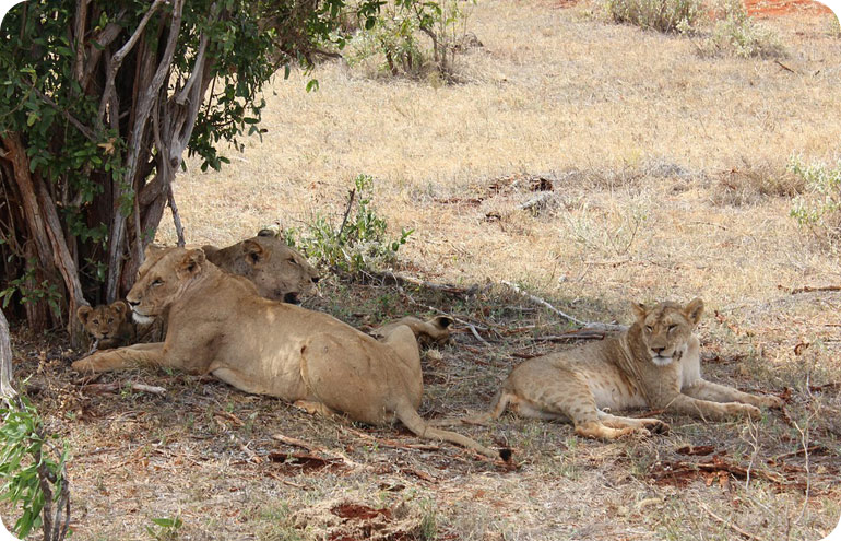 Tsavo-East2